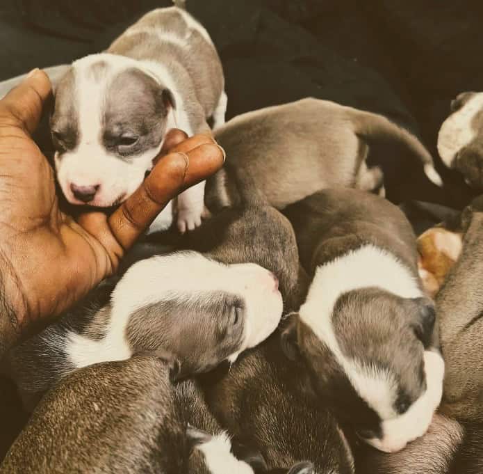 Pitbulls all girls image 4
