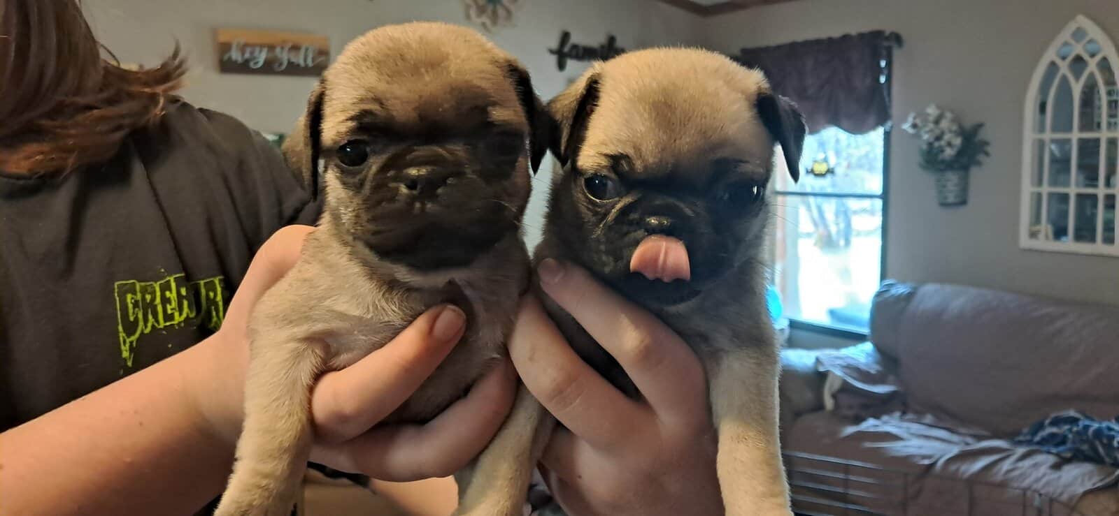 Pug puppies image 7