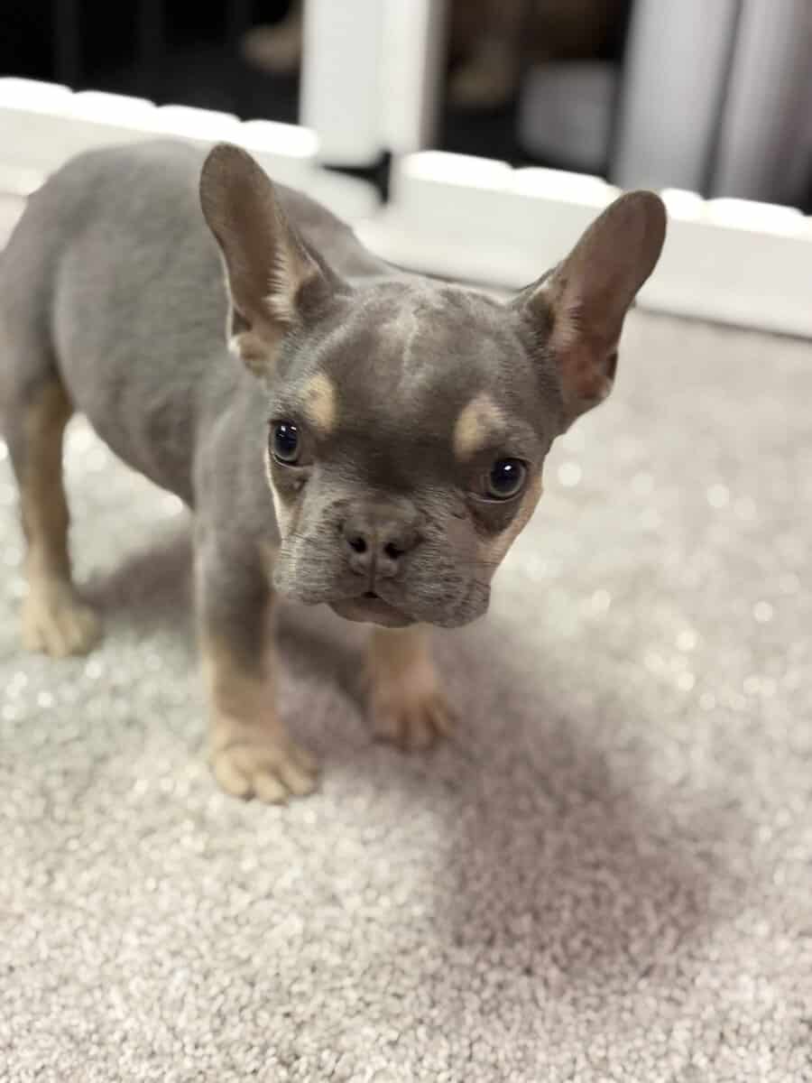 Tyson French Bulldog image 2