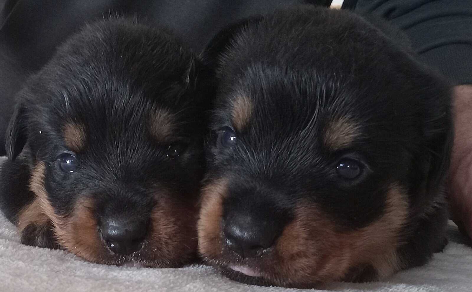 Rottweiler Puppies Looking for Forever Home image 2