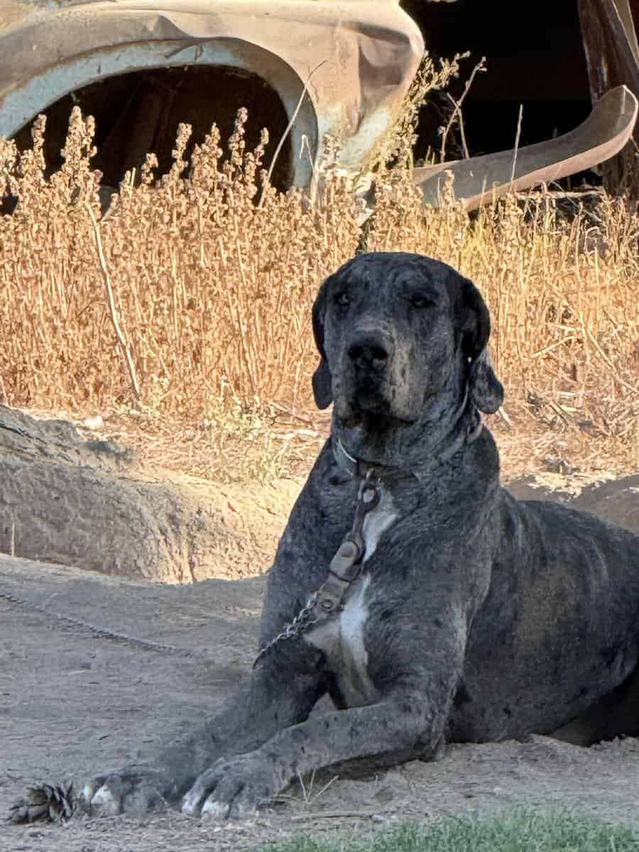 Dane puppy’s image 6