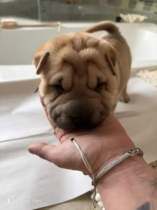 Chinese Shar-pei image 5