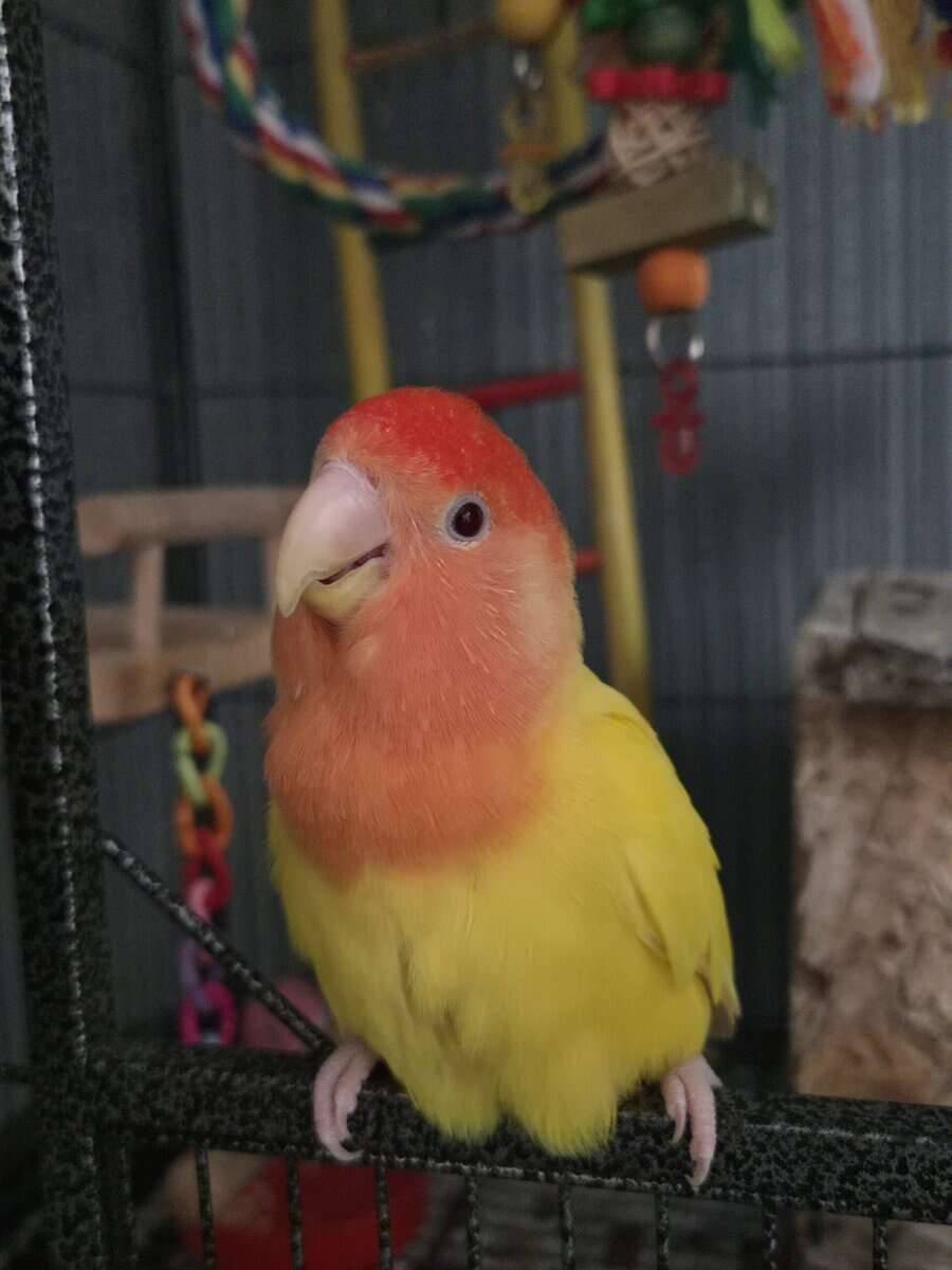 Cage/toys included! Red Headed Lutino Lovebird image 9