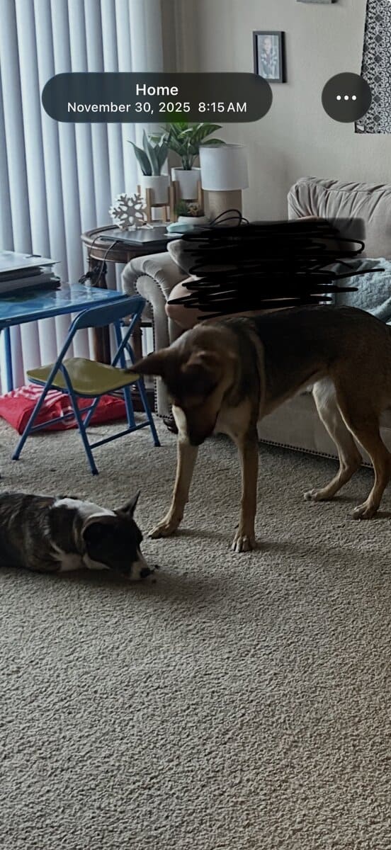 Dog needing rehomed image 1