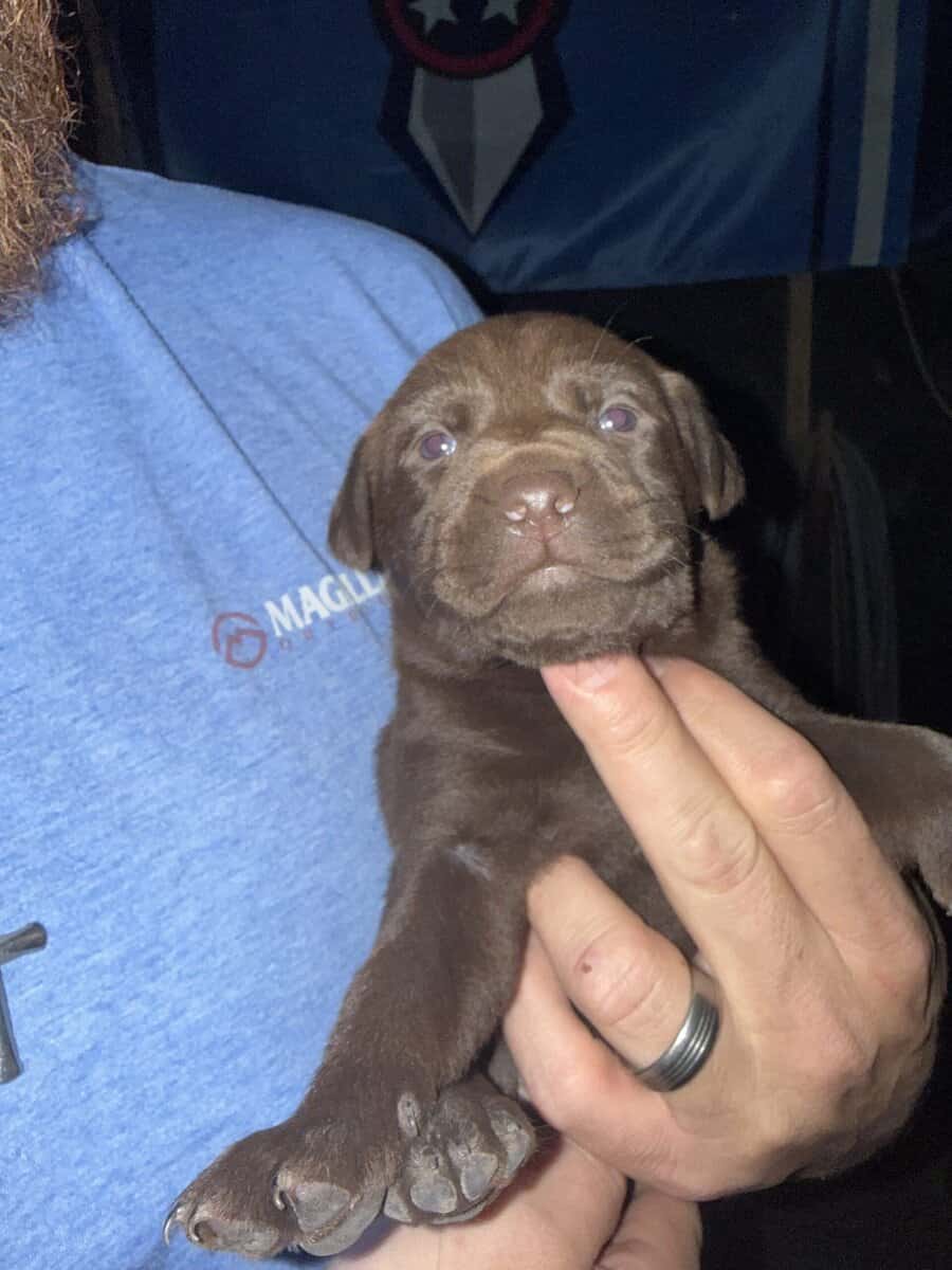 Labrador puppies image 4