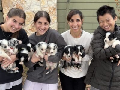 Purebred Border Collie Pups Champion/Worki &nbsp;...