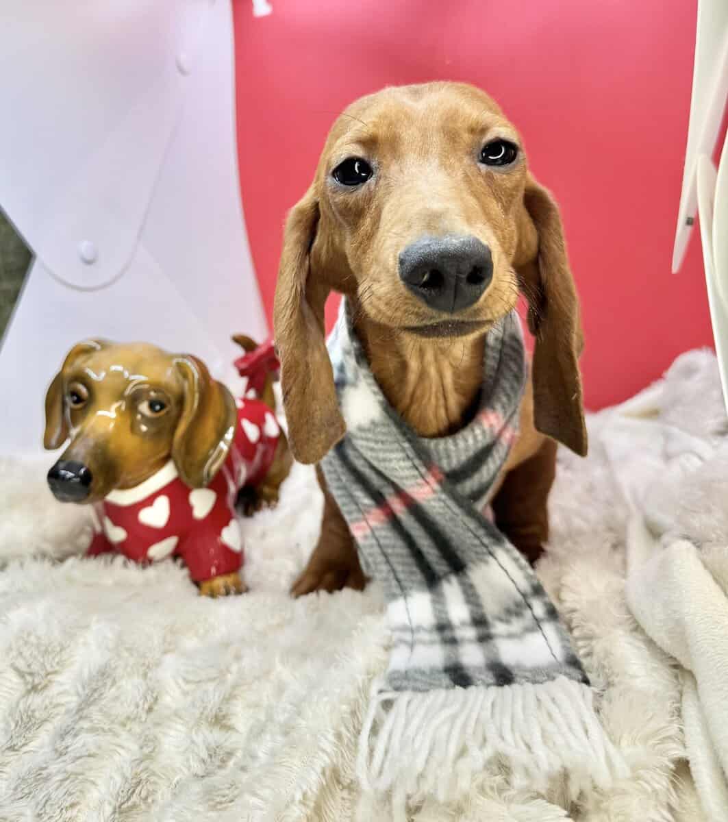 Champion bred dachshund puppies-Import line AKC image 23