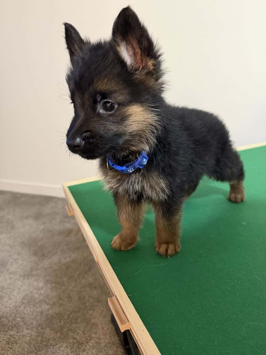 Lovable German Shepherd, puppies image 9