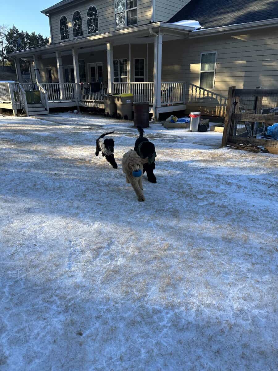 20 Week Old Standard Poodle Puppy (Male) image 2