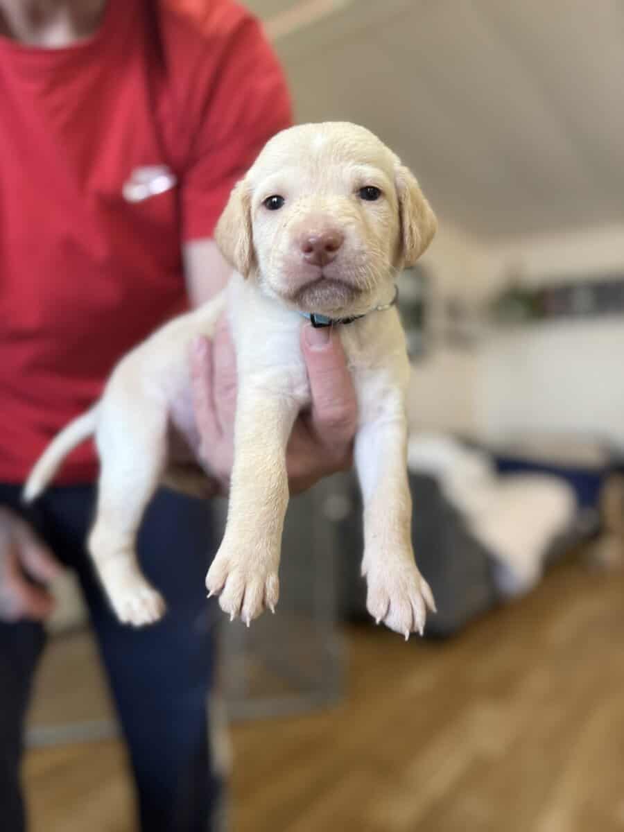 Looking for their furever homes! image 9