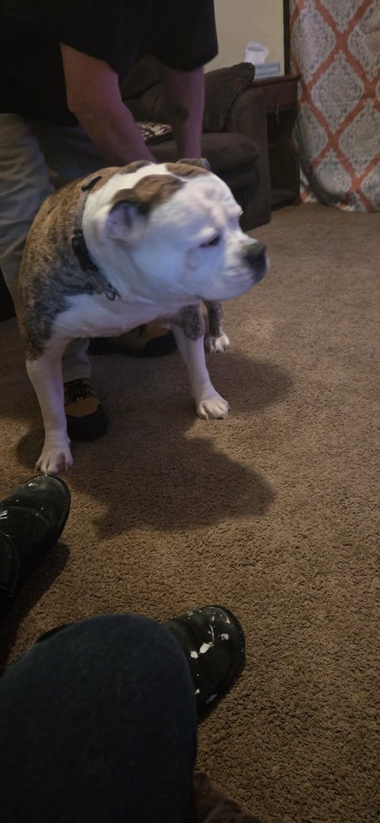 Free American bulldog image 5