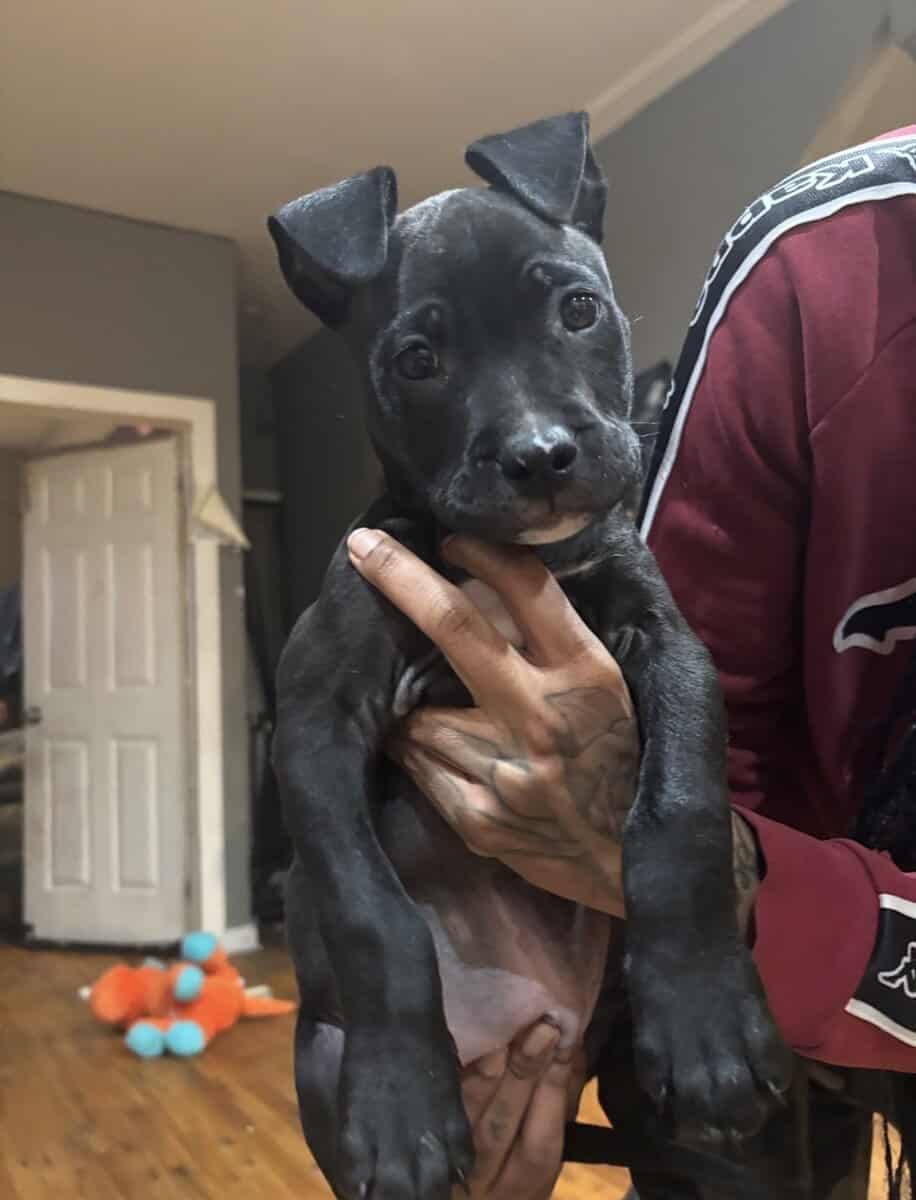 Pitbull image 1