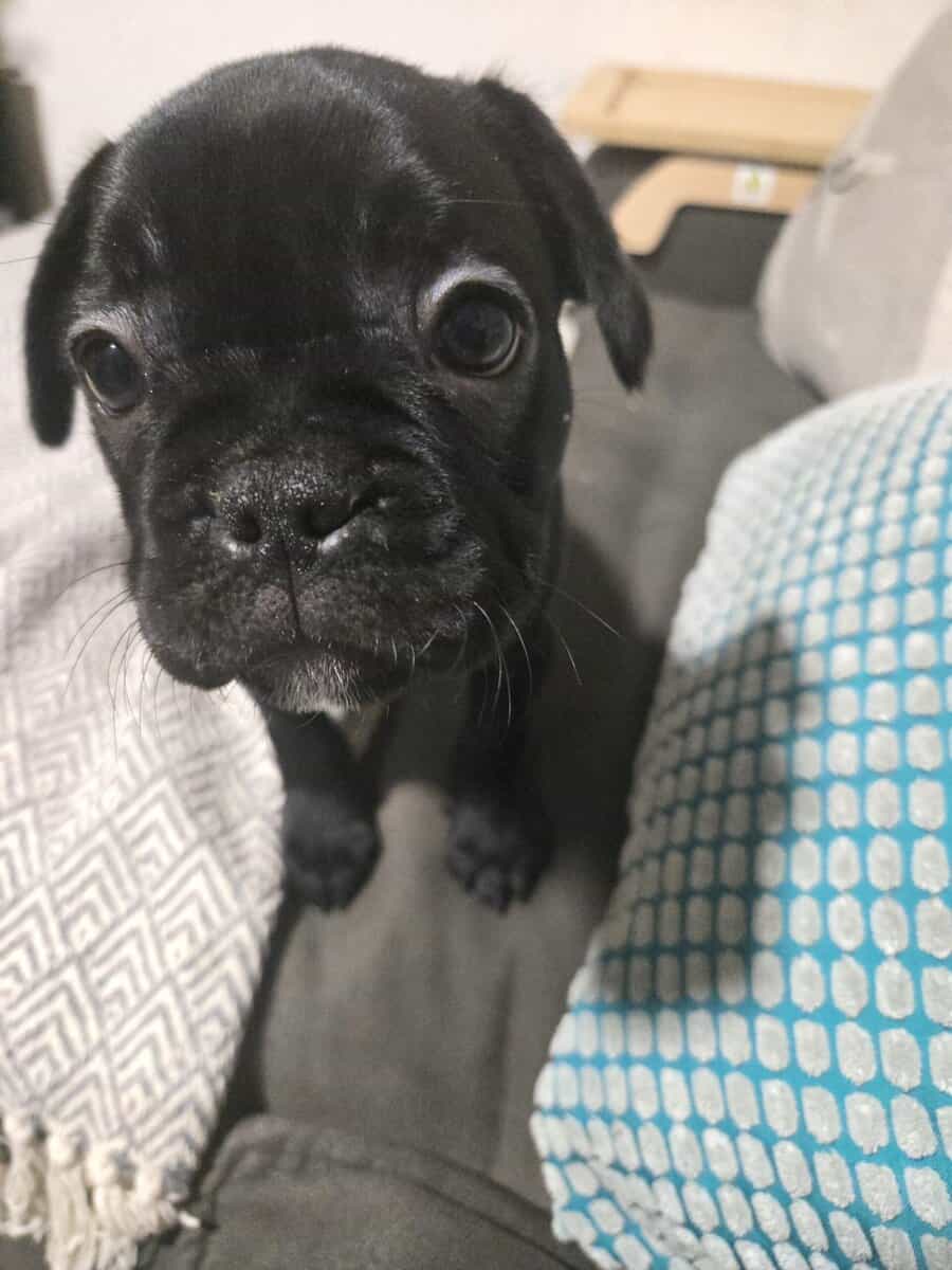 French Bulldog Puppies image 6
