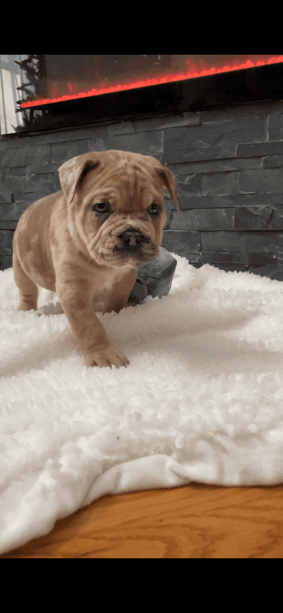 Merle mastiff puppies Chicago Illinois image 13