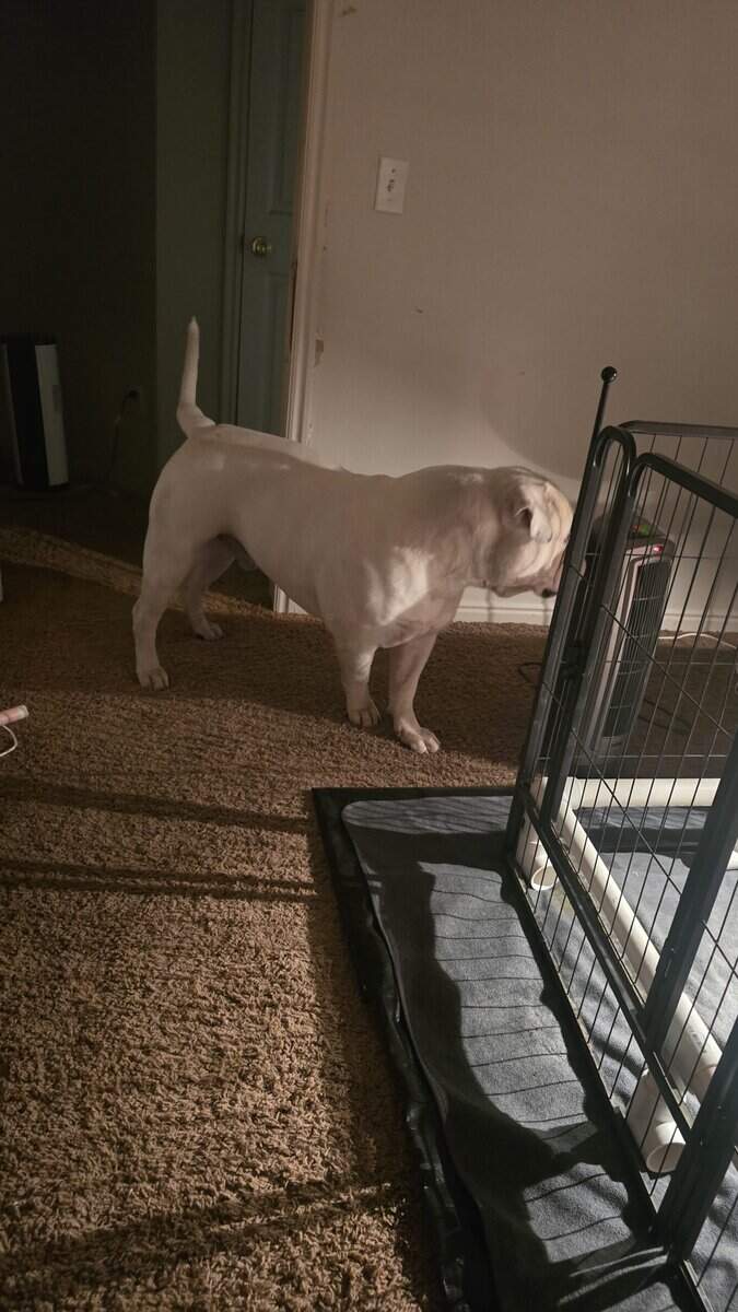 American Bulldogs image 6