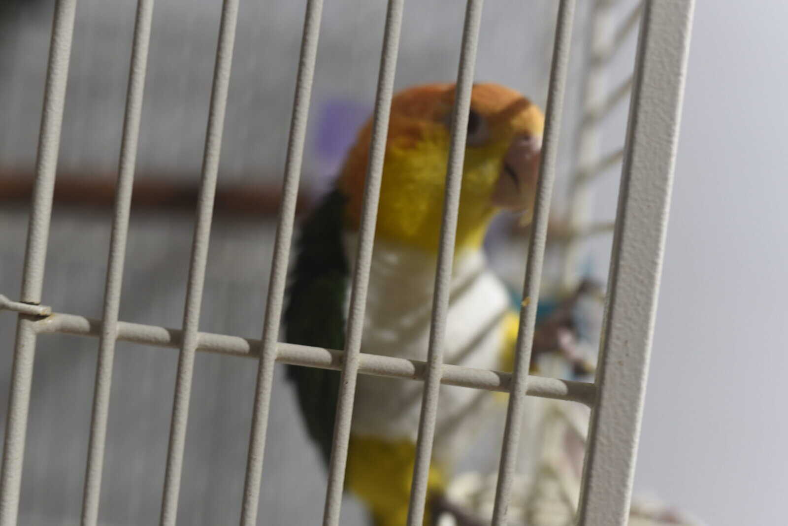 PARROT FOR SALE image 2