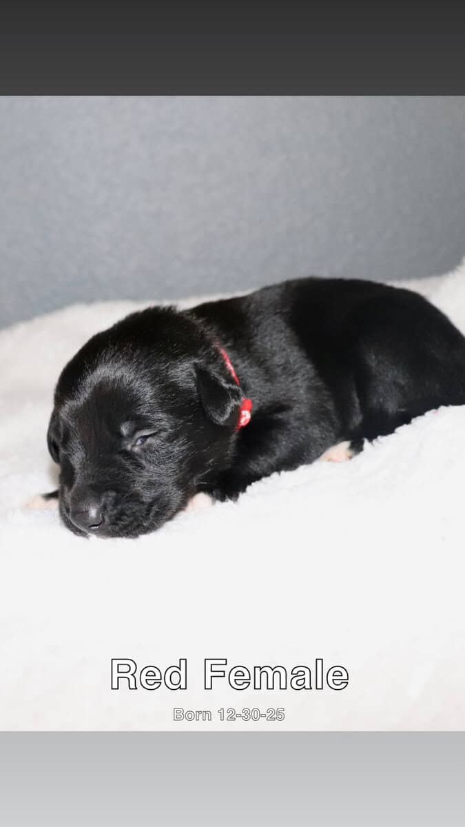 Puppies for sale image 10