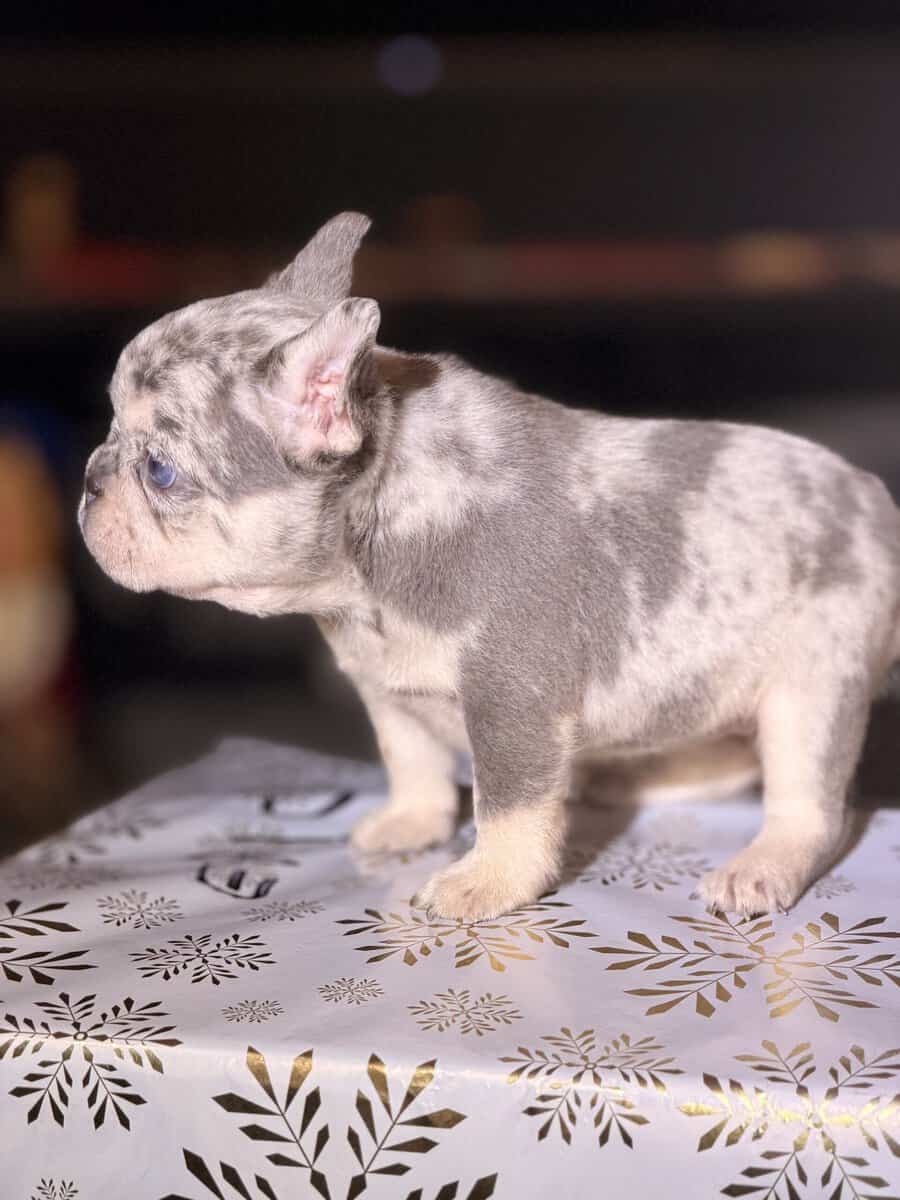 Oreo female image 1