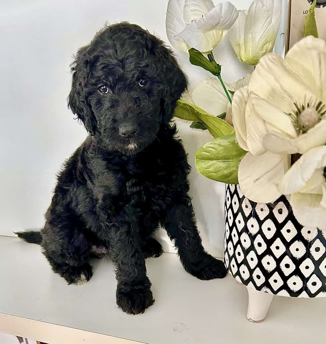 Beautiful Goldendoodle puppies image 1