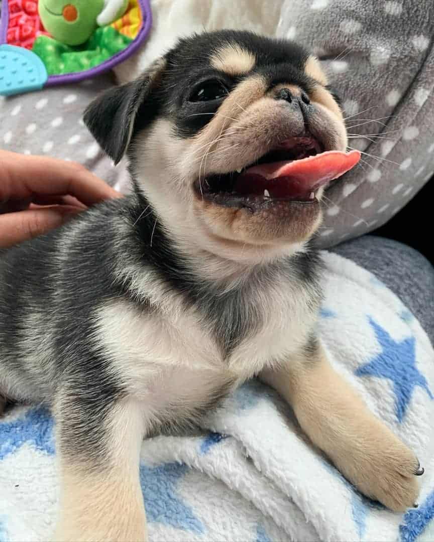 Male and female pug puppies for adoption image 4