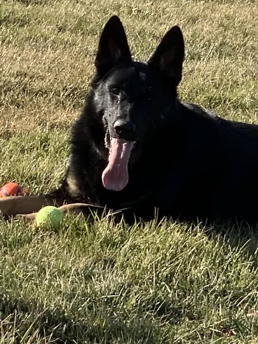 looking for home for my German Shepherd image 7