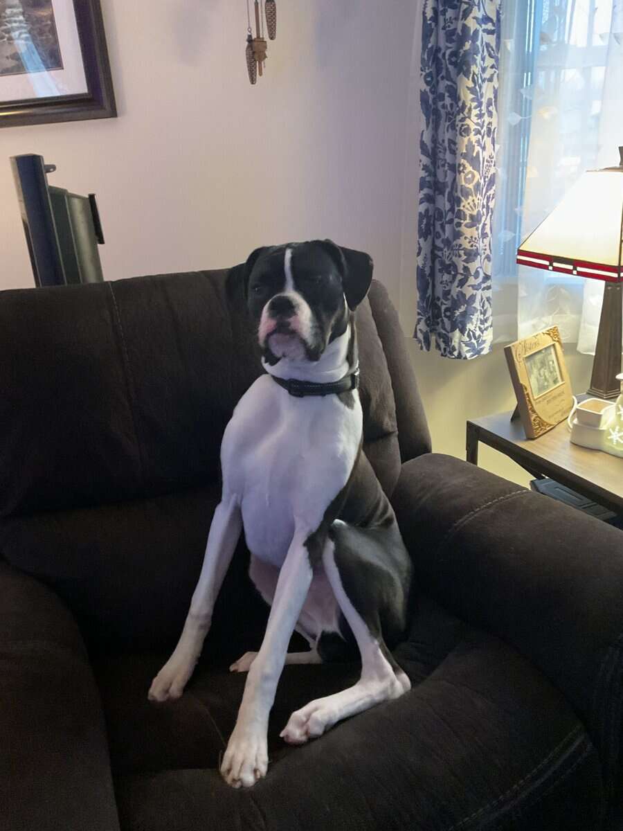 Beautiful black and white Boxer for sale! image 2