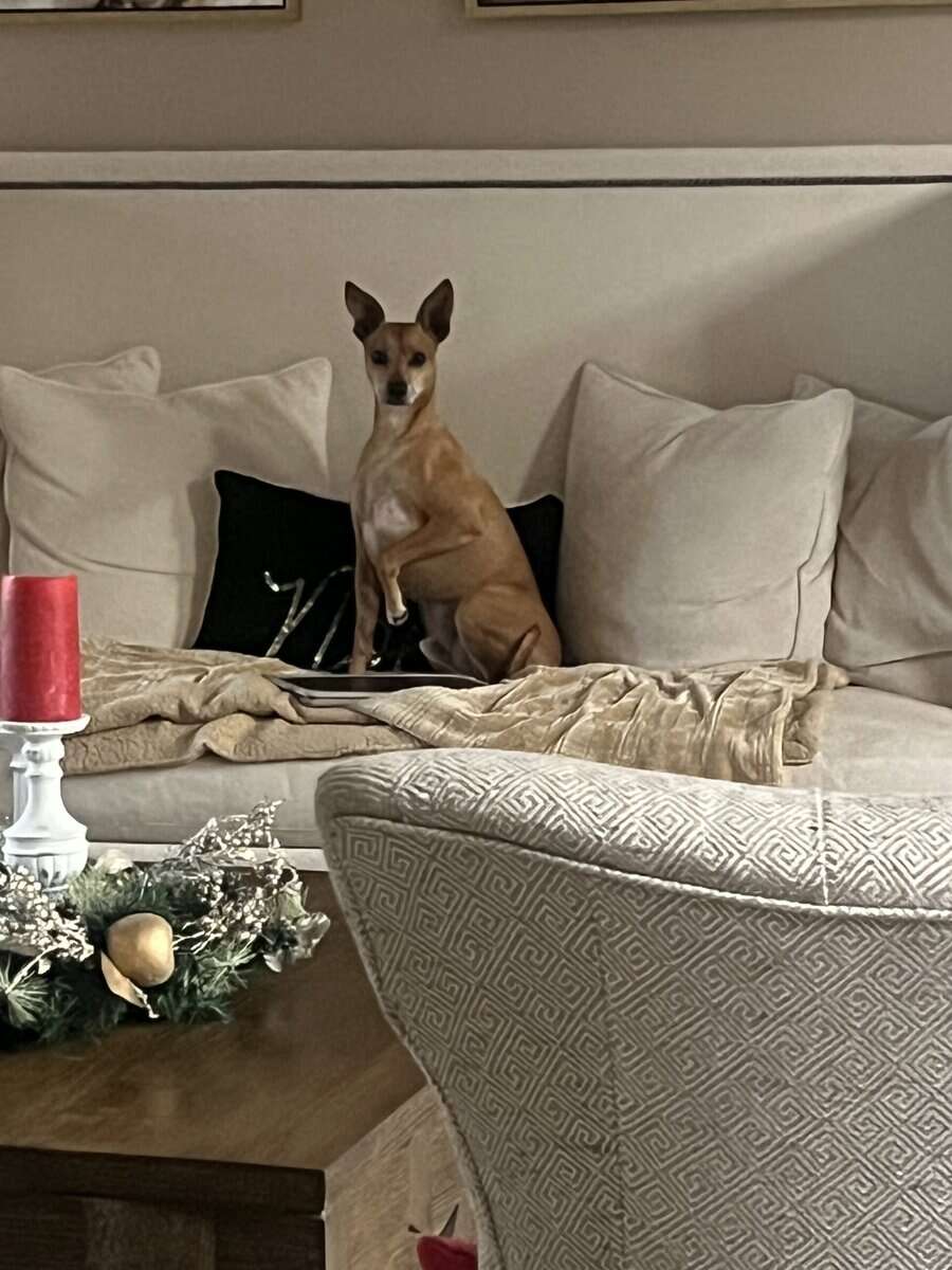 Rehome dog image 1
