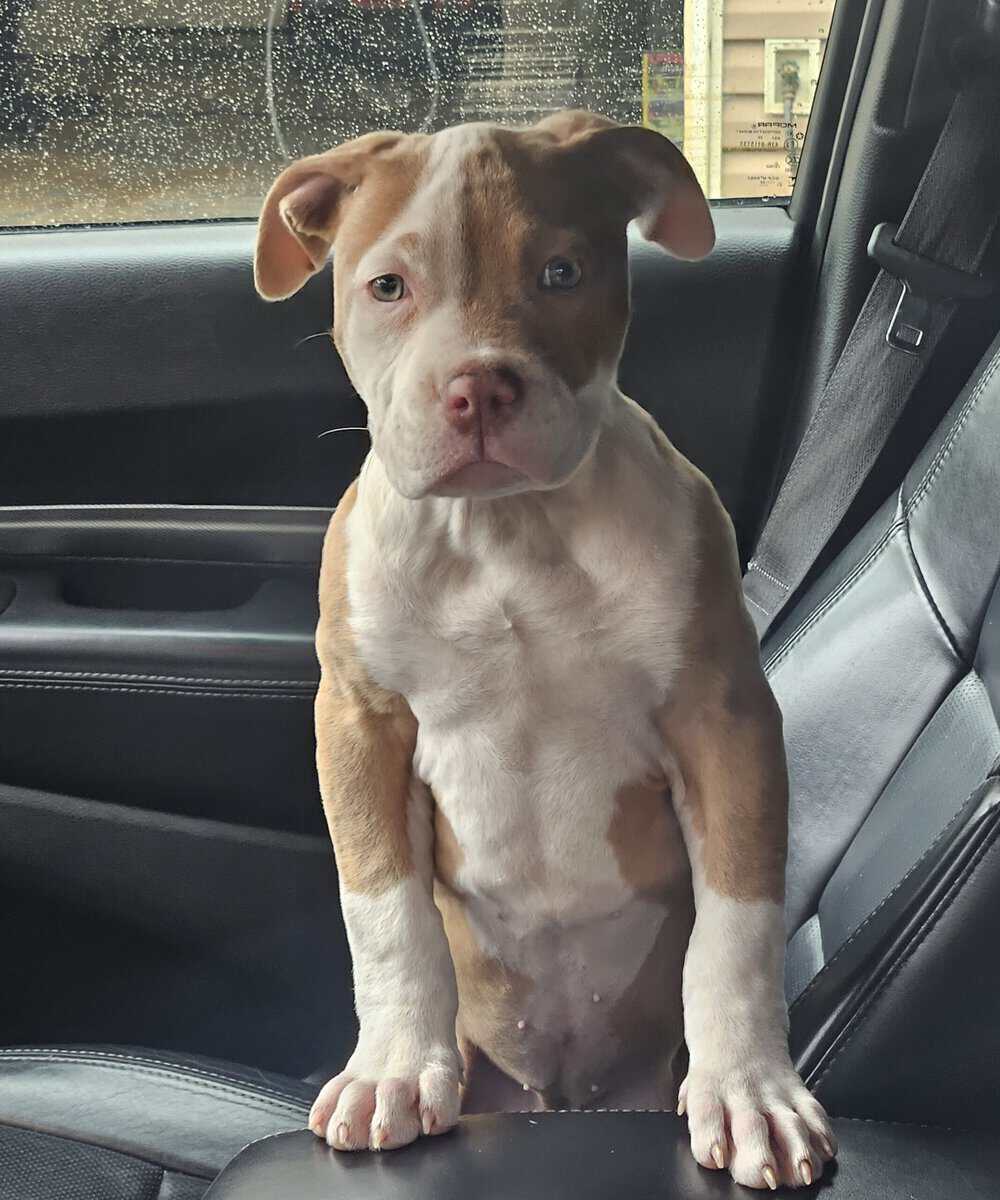 Beautiful RedNose Pitbull Female 3 weeks old for s image 1