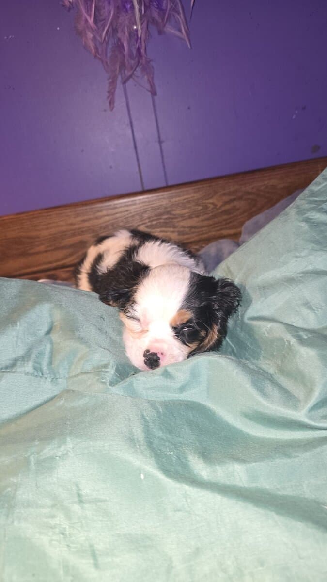 Cavalier King Charles spaniels image 3