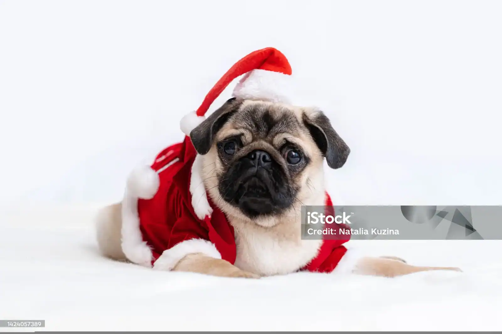 Chicago PUG Baby. True Clown!!! image 2