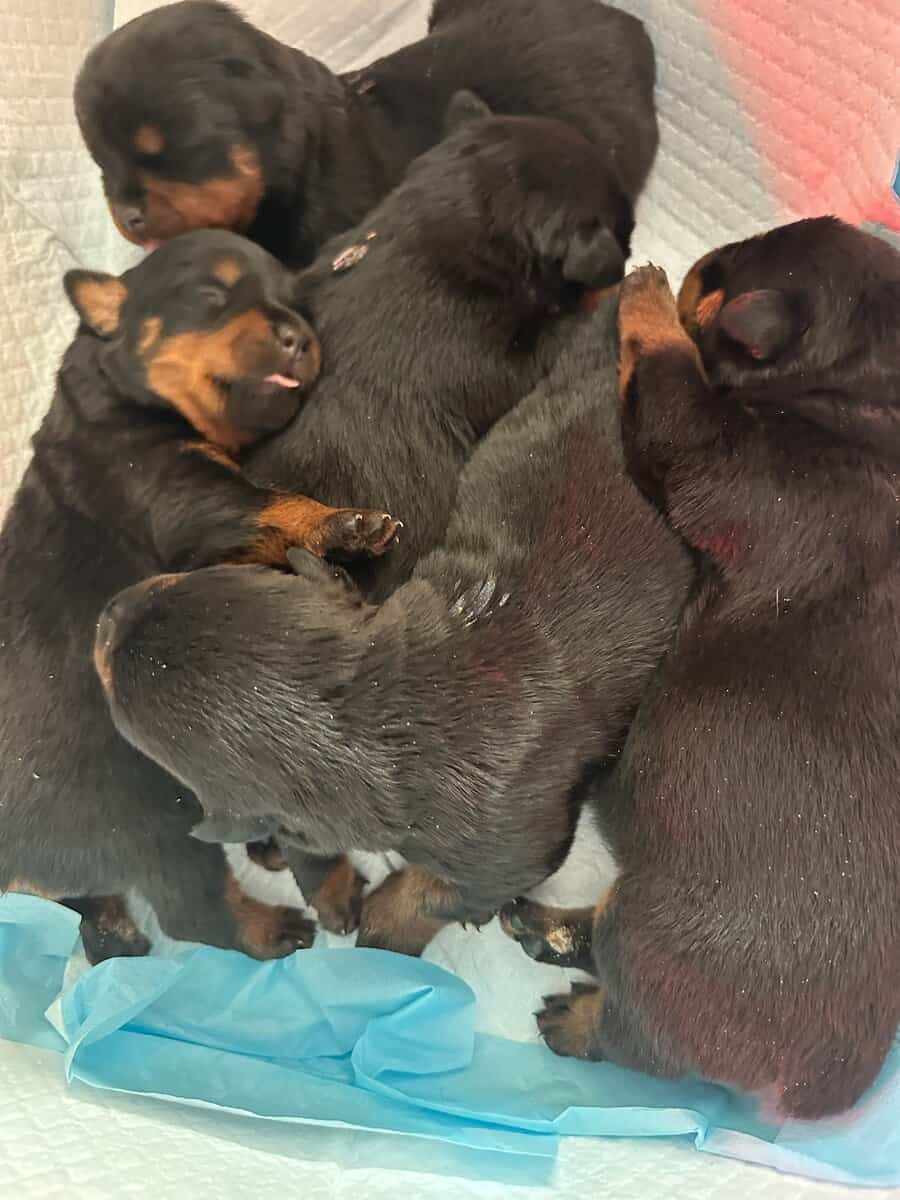 Front Range Rottweilers Looking For Loving Homes image 1
