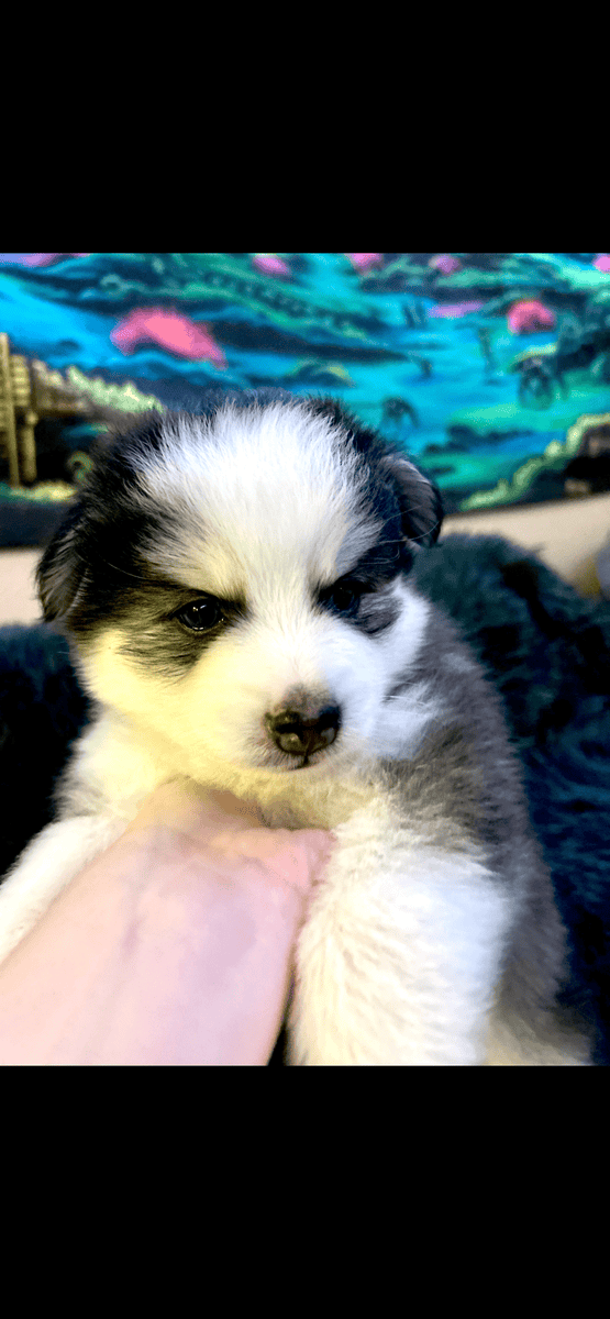 Pomsky puppies for sale image 2