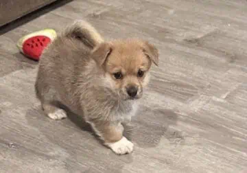 Sweet Male corgi puppies