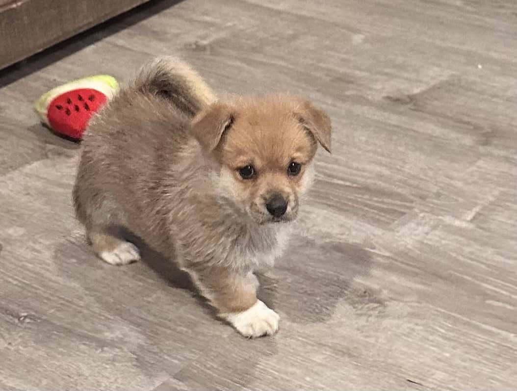 Sweet Male corgi puppies image 1
