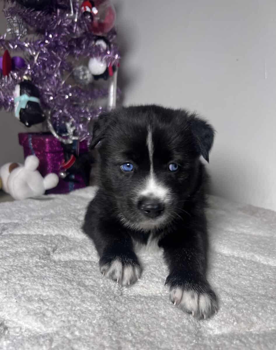 Pomsky Mix image 3