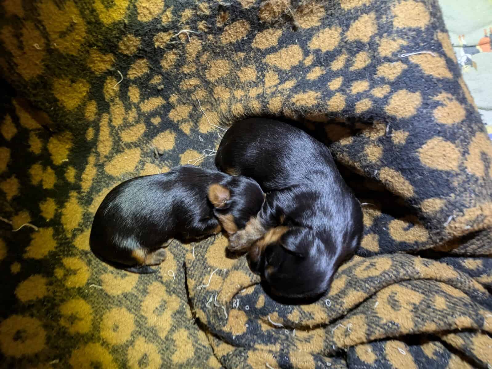 2 Female Yorkshire Terriers image 1