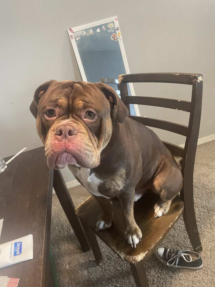 Rockey is a 1 year old olde English bulldog image 4