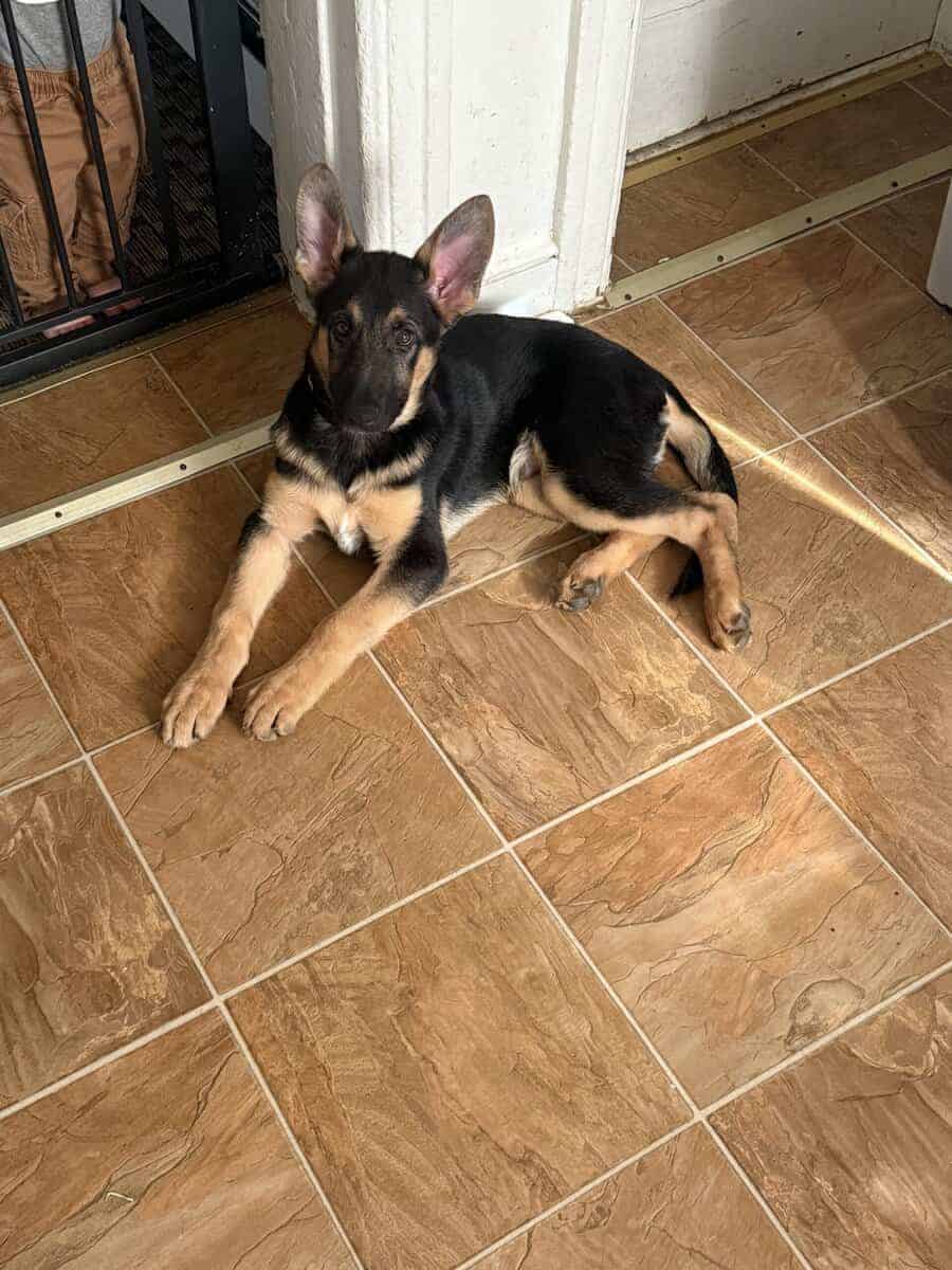 4 month old German shepherd puppy. Male image 4