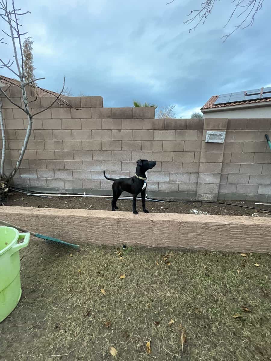 Beautiful, loving, energetic. 10 months old mix. image 2