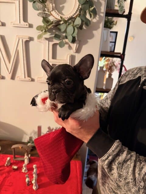 🐾 Miniature French Bulldog Puppies – 9 Weeks Old image 9