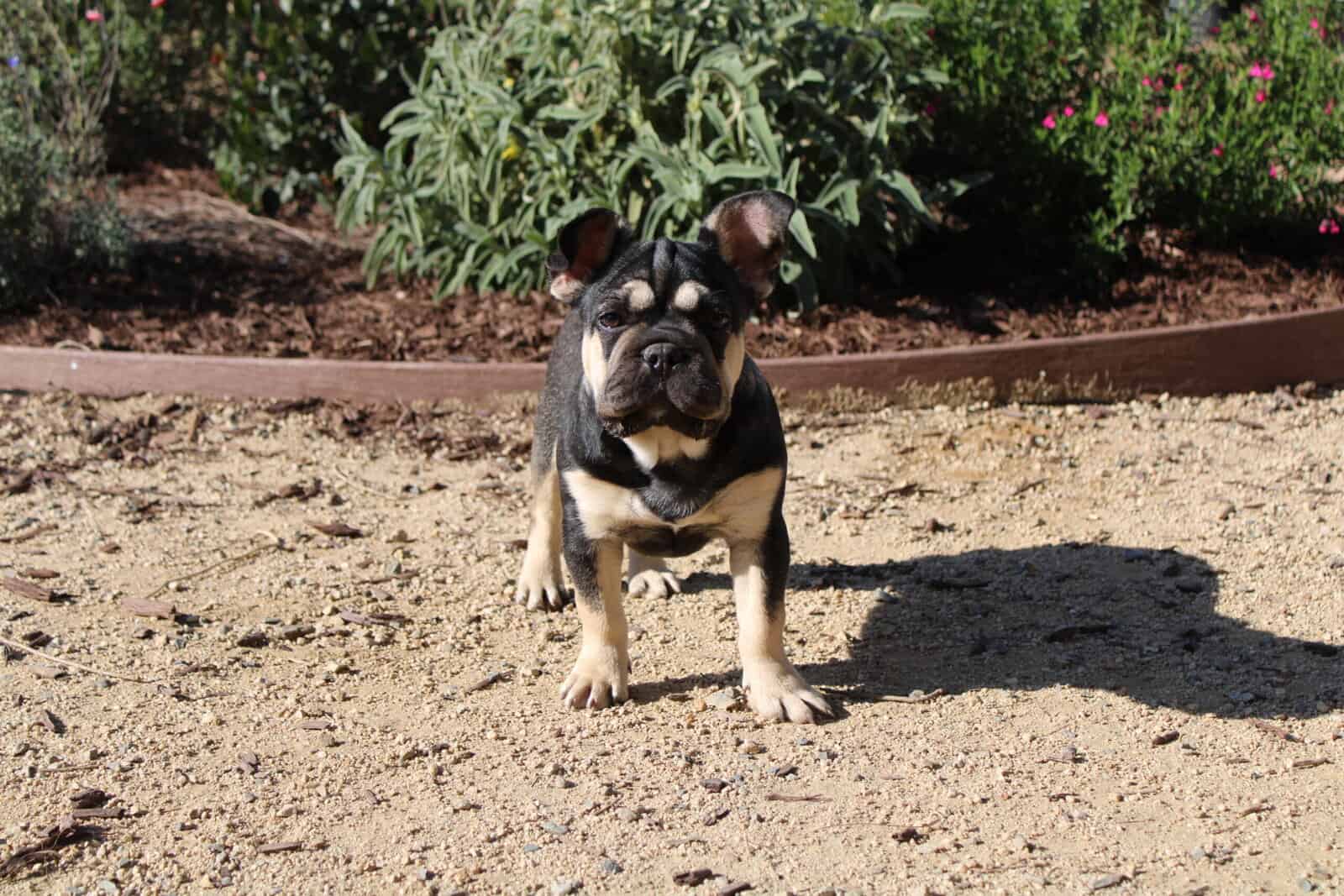 French Bulldog Kit image 1