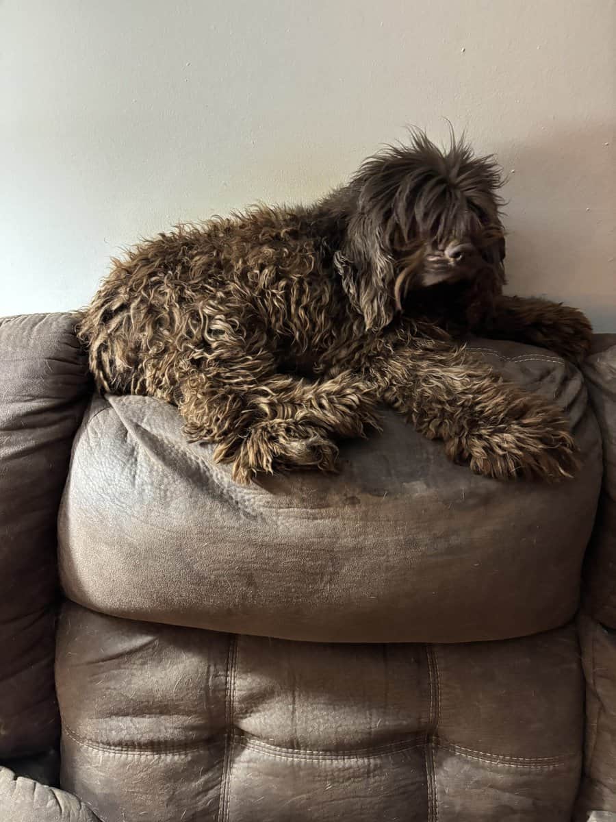Purebred female image 1