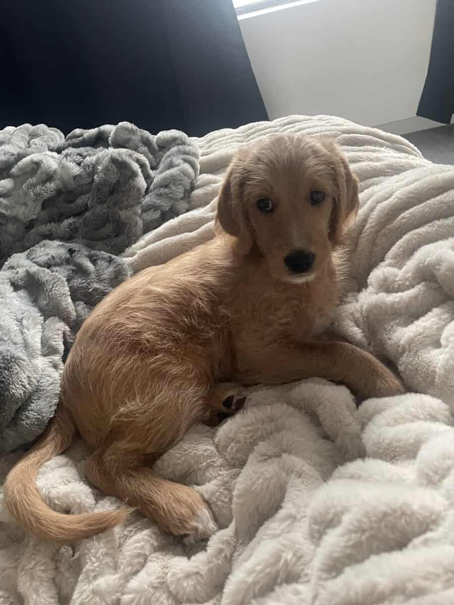 Doodle Puppy Looking for Good Home image 4