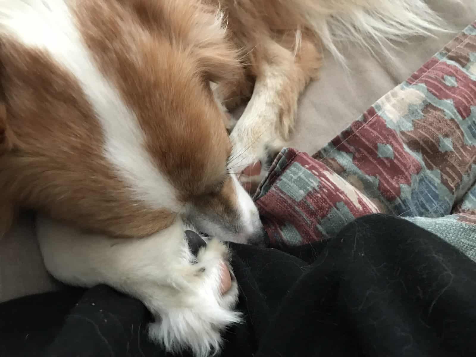 Sweet Female Aussie Looking for Her Person image 6