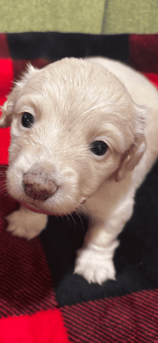 Beautiful English cream long hair puppies for sale image 1