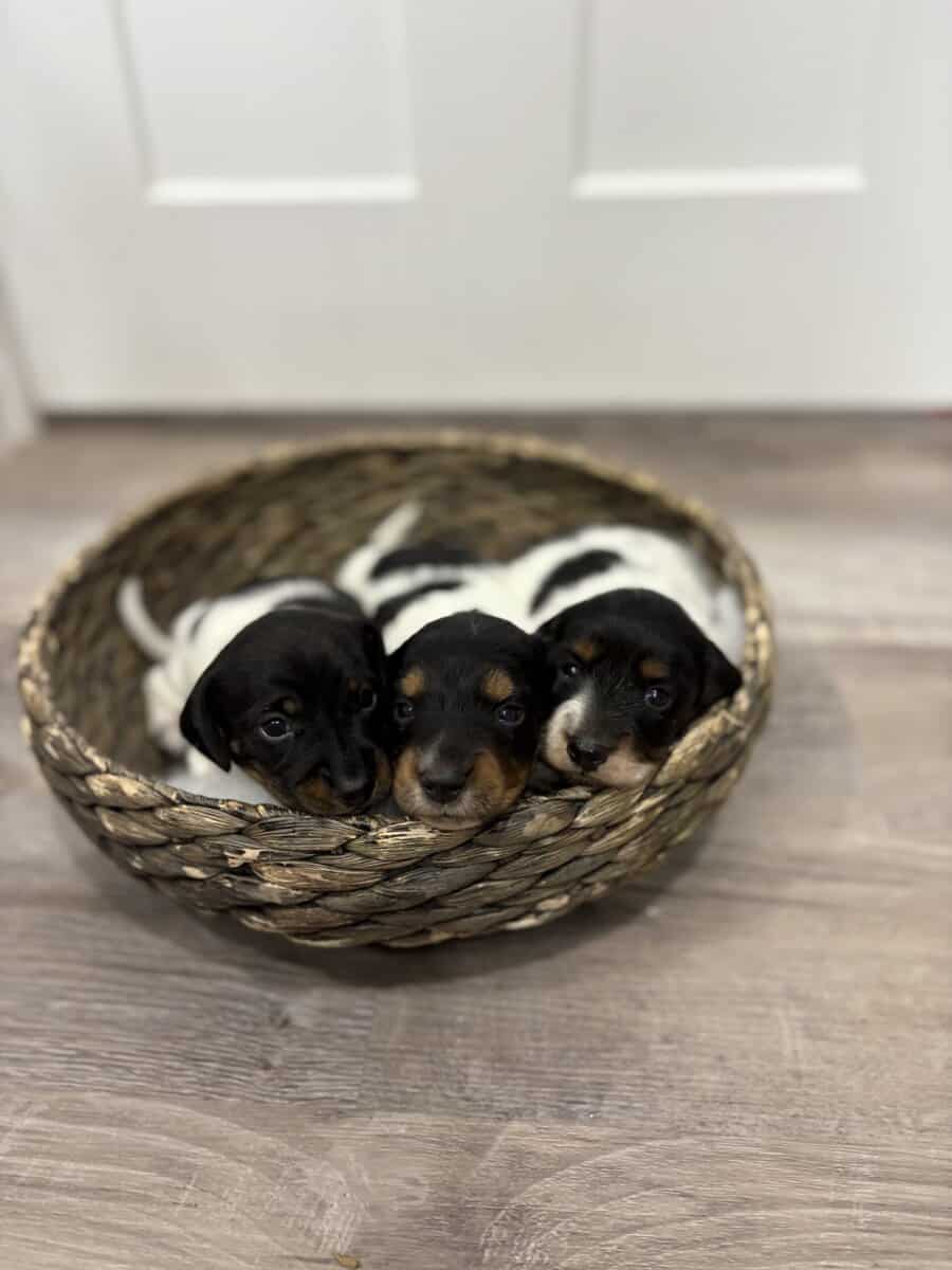 Purebred Miniature Dachshund puppies image 8