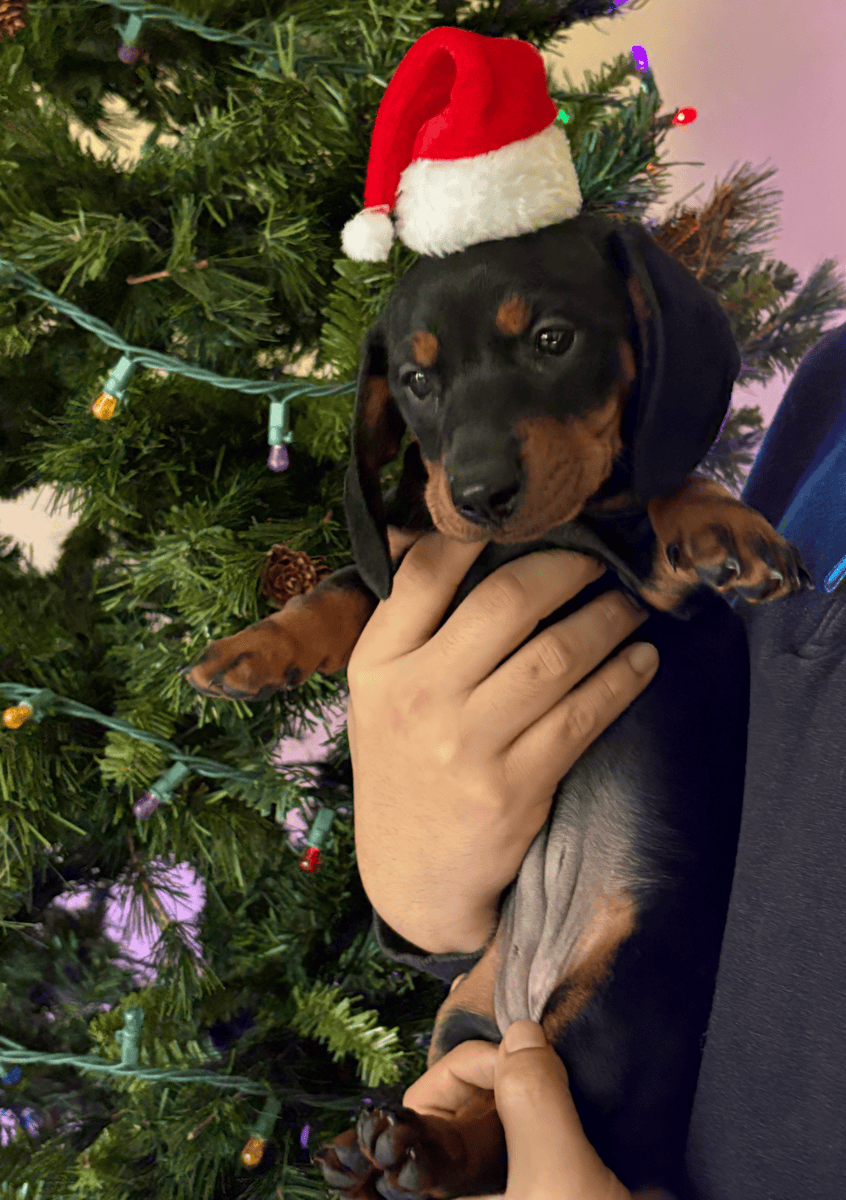 Black & Brown Female Dachshund Puppy image 1
