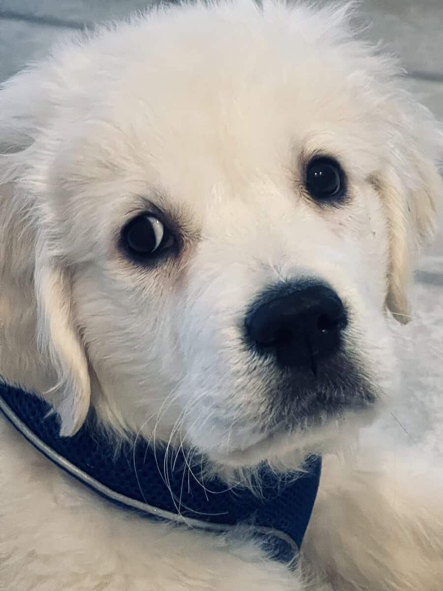 Meet Oakley! image 5