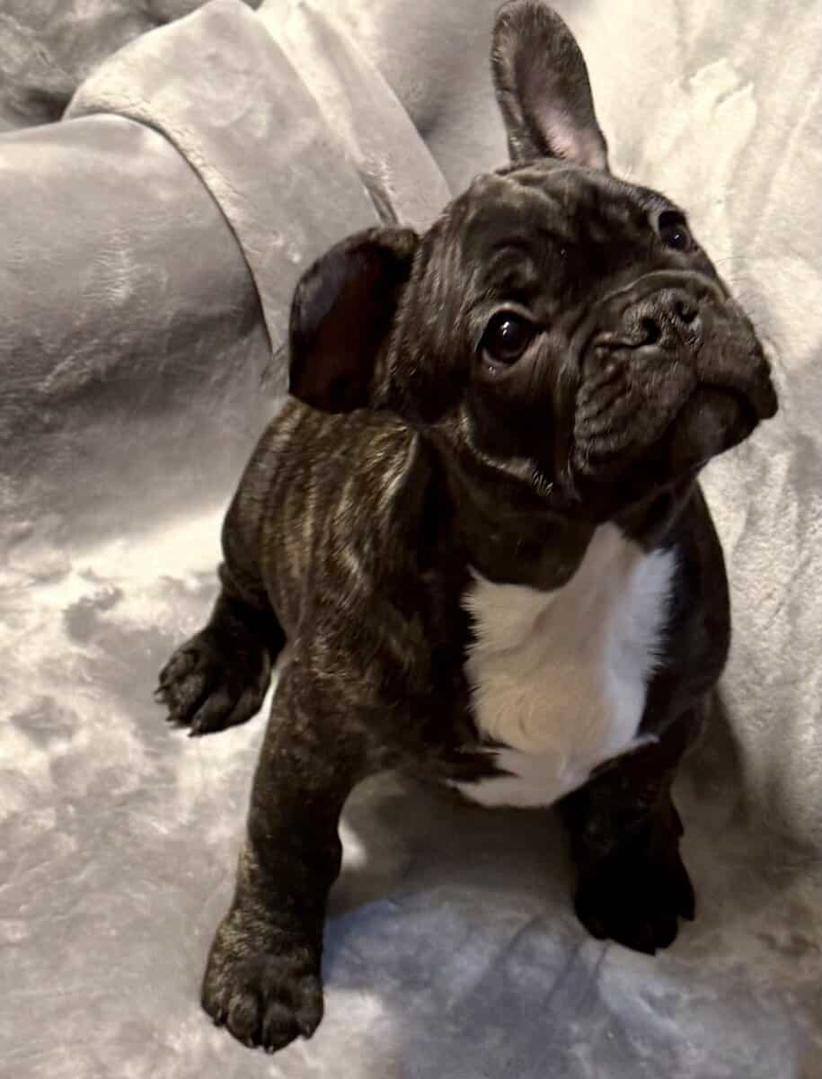 Cute frenchies image 4