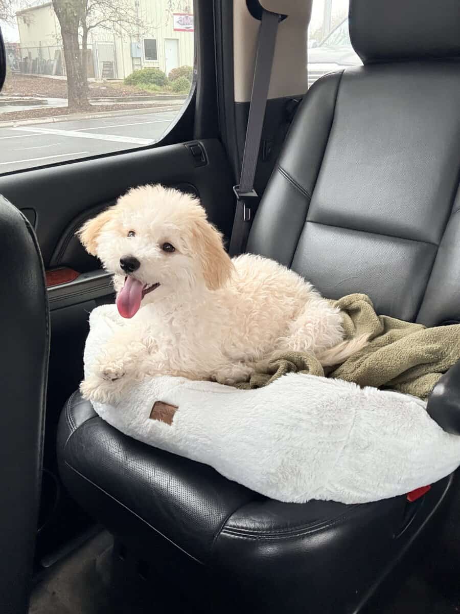 Maltipoo puppy image 2